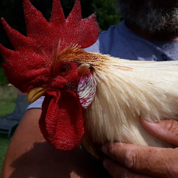 Meet your Posher, Angela - Picture 1 of 1